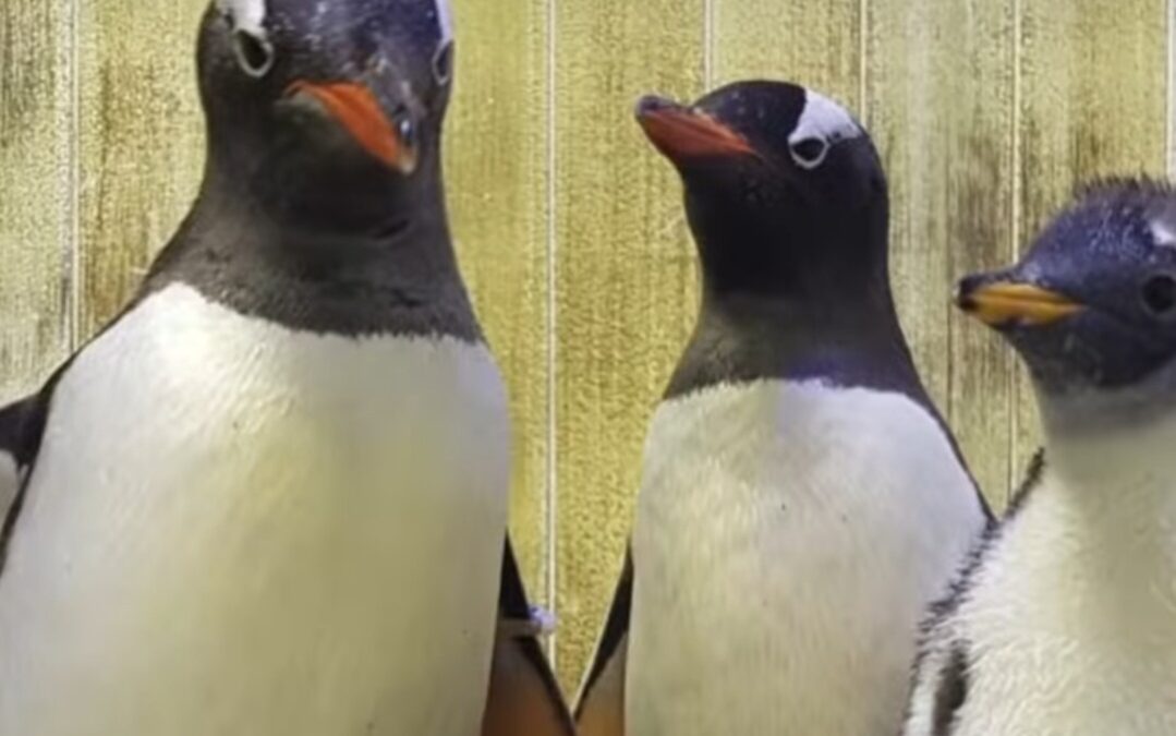 Muere Sphen, el famoso pingüino gay australiano
