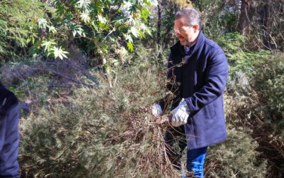 Promueve Adrián de la Garza la sustentabilidad con el inicio de la recolección de pinos navideños