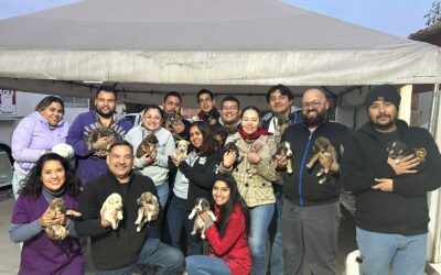 RESCATA ESCOBEDO DEL FRÍO A MÁS  DE 20 CACHORRITOS ABANDONADOS