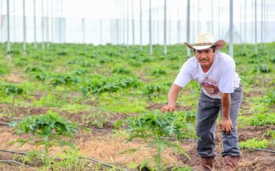 AGRICULTURA: 28 de febrero, fecha límite de inscripción al Programa Especial de Energía para el campo