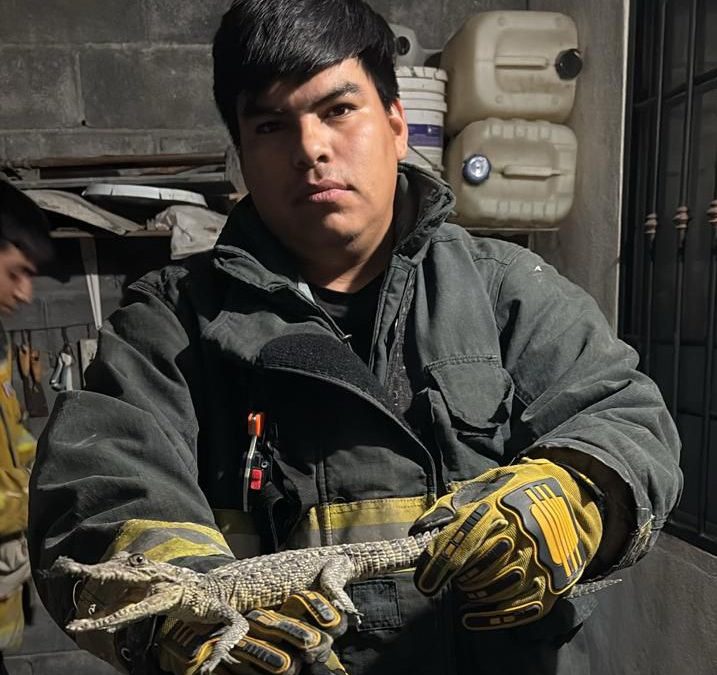 Encuentran caimán en casa de Cadereyta