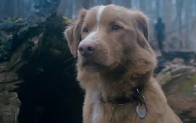 Ya está disponible el tráiler de la película de terror “Good Boy”, ¿te animas a verlo?