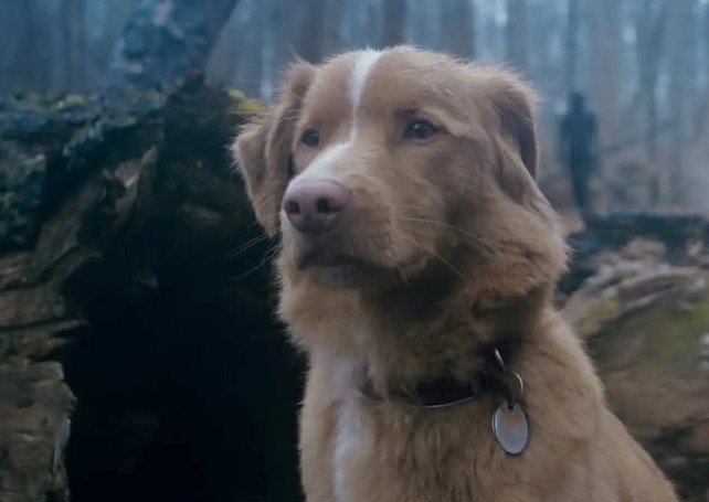 Ya está disponible el tráiler de la película de terror “Good Boy”, ¿te animas a verlo?