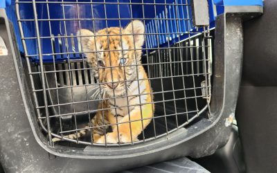 En Escobedo iban en macro operativo para recoger cientos de llantas acumuladas y encuentran un cachorro de tigre