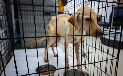 Resguardan a 34 perros y gatos en mal estado del Centro de Bienestar Animal de Santa Catarina