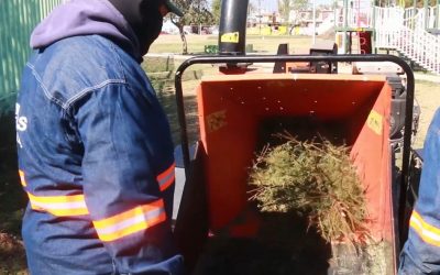 En Escobedo, arbolitos de Navidad en desuso tendrán nueva vida