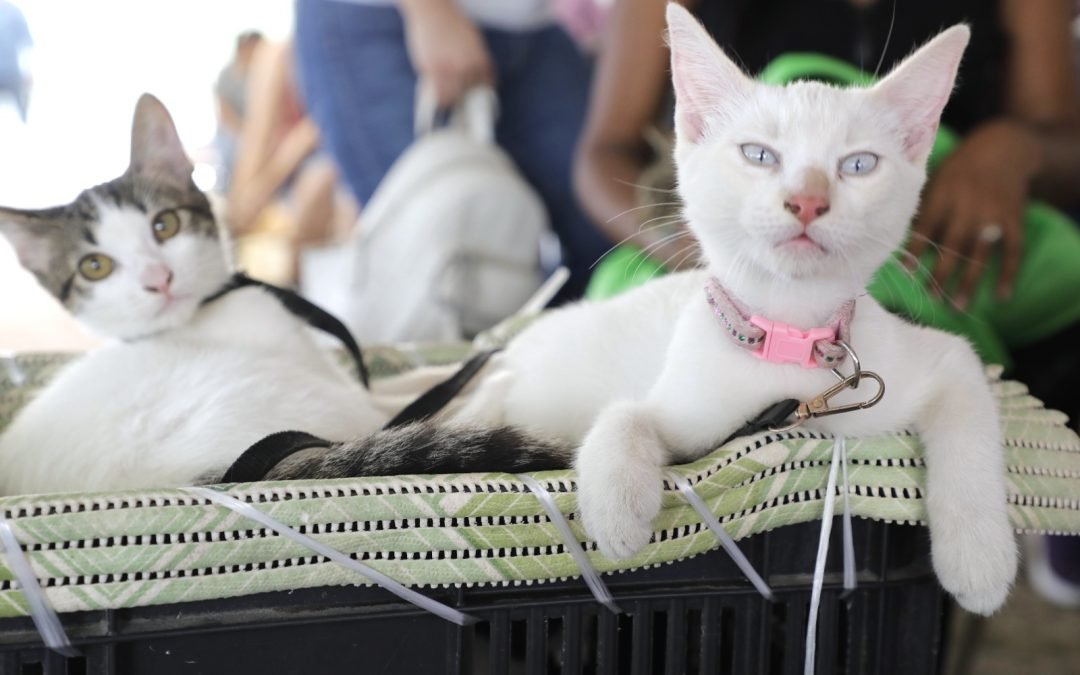 Mascotas de Escobedo quedan bien protegidas con campaña de esterilización gratuita y servicios veterinarios